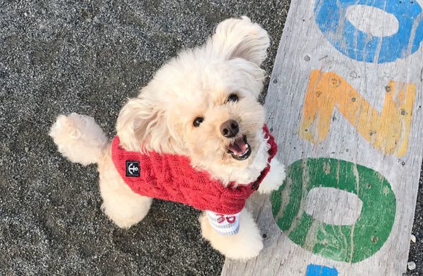 散歩するトイ・プードル