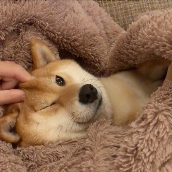 パパに腹話術をされるエマちゃん