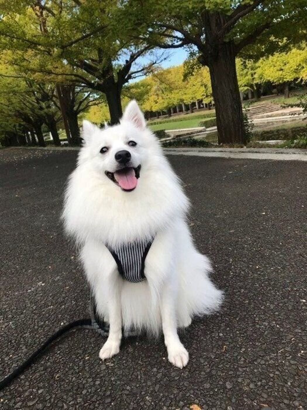 もふもふの大型犬 かわいい画像をまとめてお届け 犬種の特徴も解説 いぬのきもちweb Magazine もふもふの大型犬 かわいい画像をまとめてお届け 犬種の特徴も解説 いぬのきもちweb Magazine