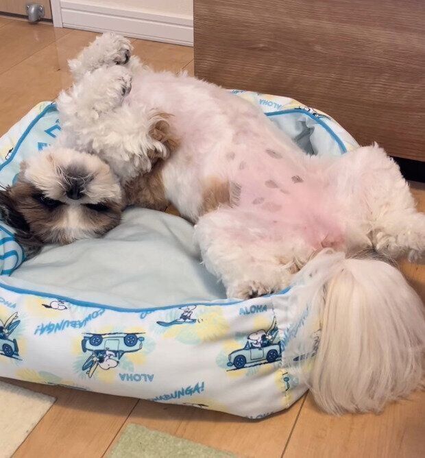 へそ天ポーズで大胆なくつろぎ方のもも子ちゃん
