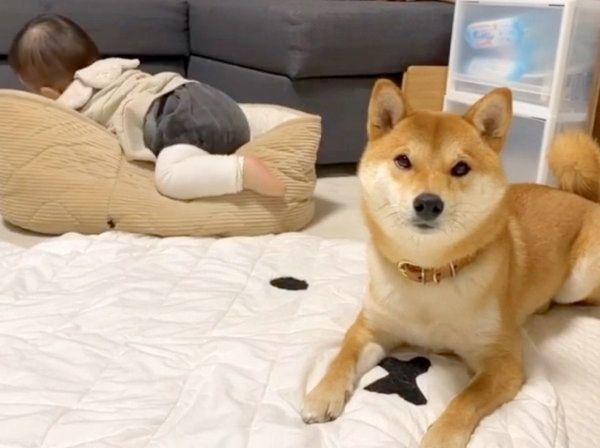 ペットベッドを妹ちゃんに奪われたりんご郎くん