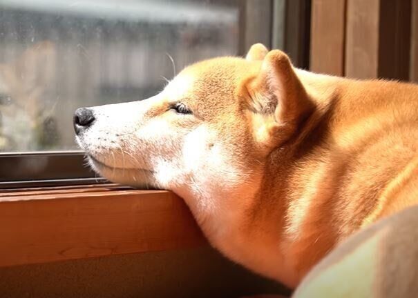 柴犬　ハナちゃん