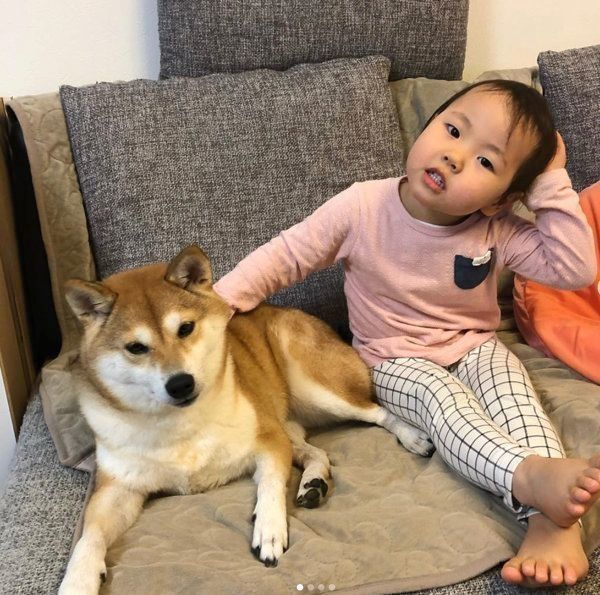 柴犬のももかちゃんと妹ちゃん