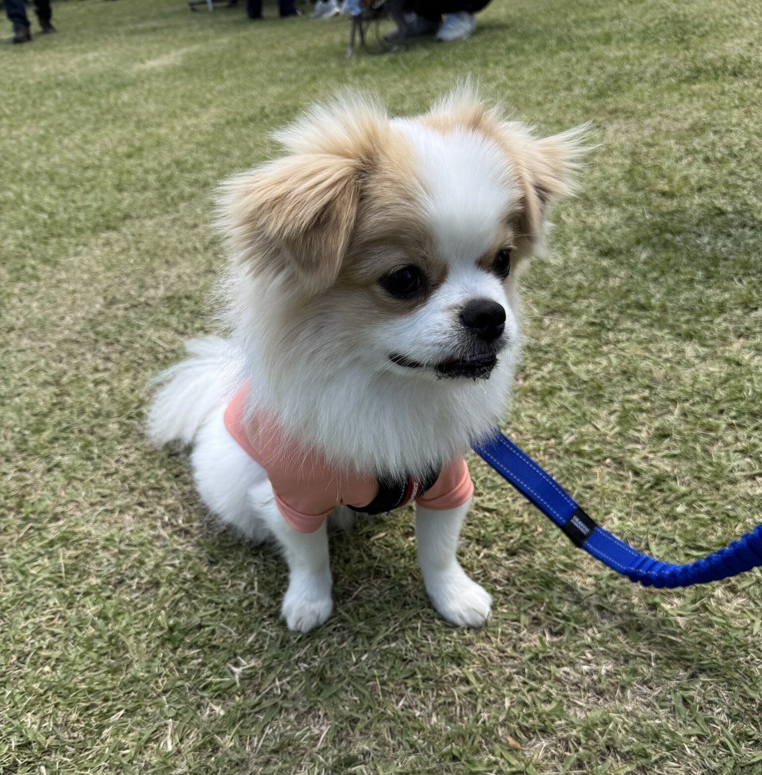 公園にお出かけした時の犬