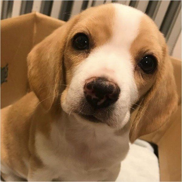 見つめるビーグル