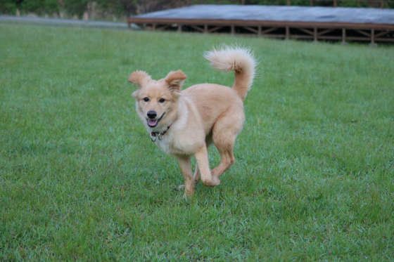 走るの大好きＭｉｘ中型犬