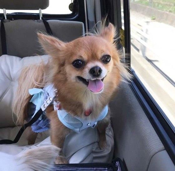 チワワとドライブデート