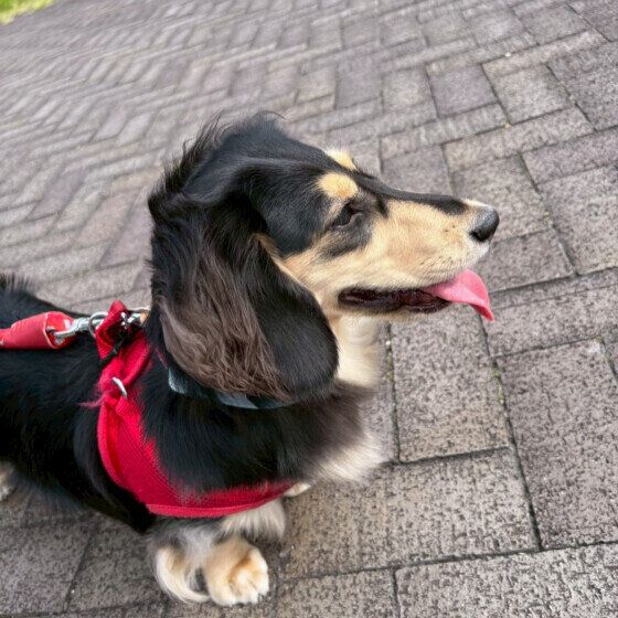 散歩中のミニチュア・ダックスフンド