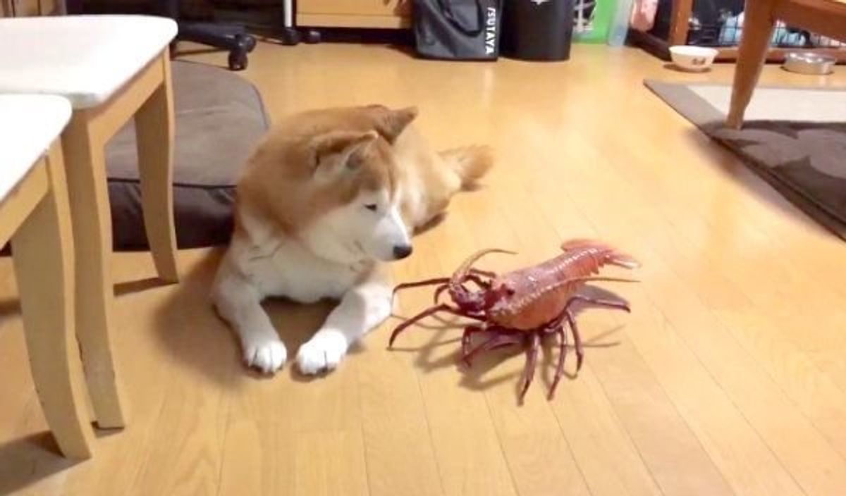 ありがた迷惑 お兄ちゃんの 置き土産 に困惑する柴犬の姿が笑える いぬのきもちweb Magazine ありがた迷惑 お兄ちゃんの 置き土産 に困惑する柴犬の姿が笑える いぬのきもちweb Magazine