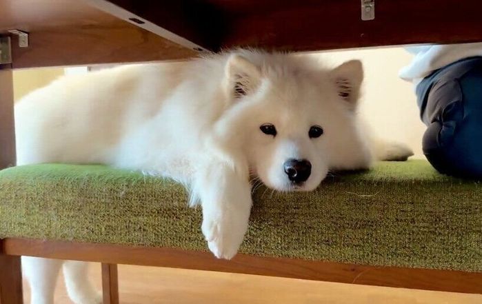 ママさんの隣を死守するサニーくん