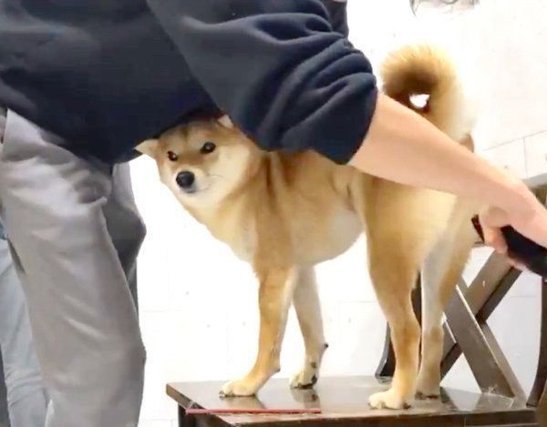 おしりをカットしてもらうりんご郎くん