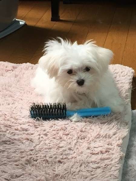 マルチーズのプティくん