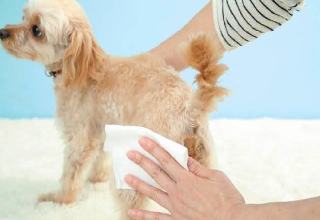 毛並みに沿ってやさしく