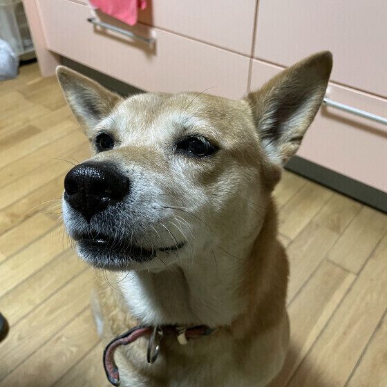 噛めない・食べない？ シニア犬の食事の変化と老化のサイン いぬのきもち