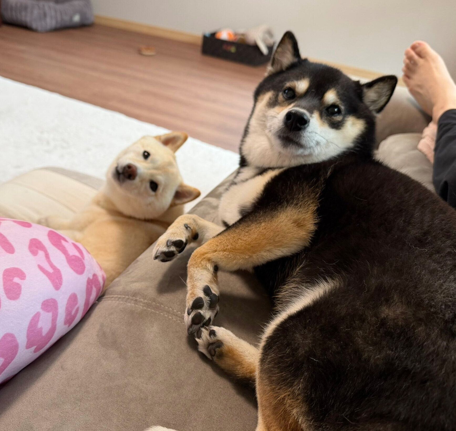 まったりする2頭