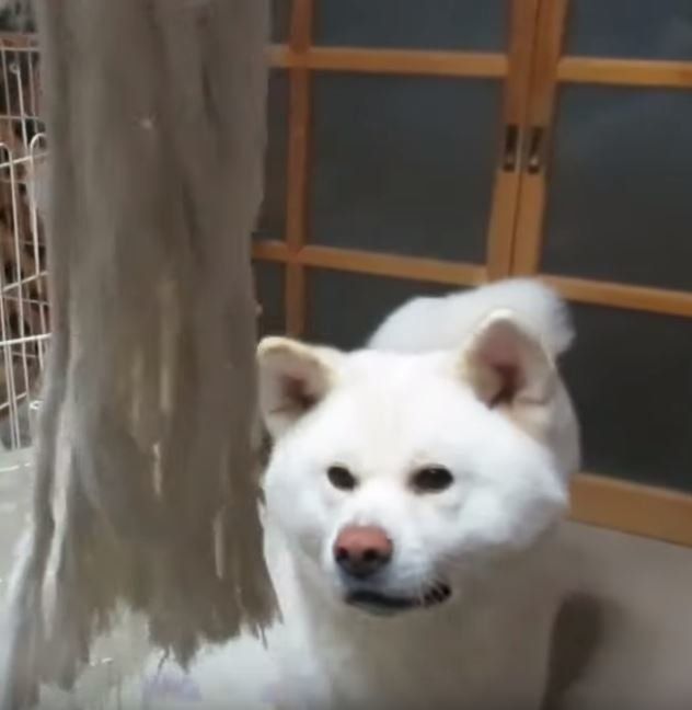 縄のおもちゃと秋田犬