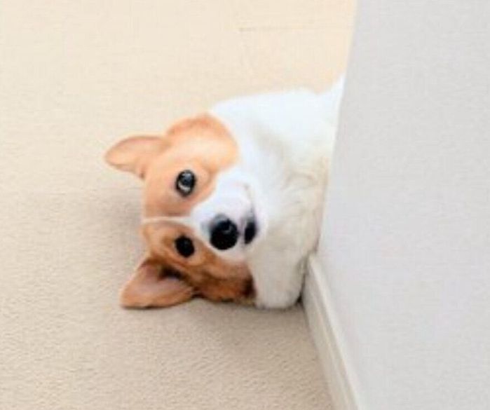 ひょこっと顔だけ出すこまちちゃん