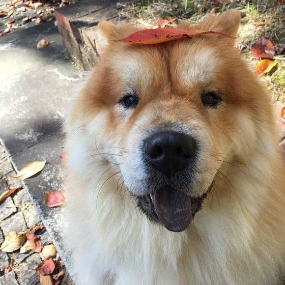 物をのせているチャウ・チャウ