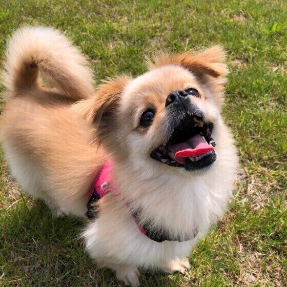 よかれと思ってが犬のストレスに？寿命を縮める？ 皮膚トラブルを起こすNG習慣 いぬのきもち