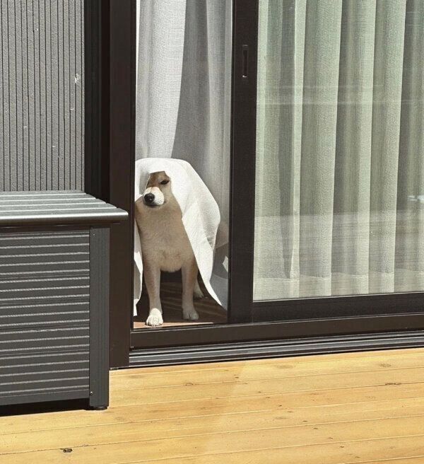 「すごい顔」で外を見るしらすくん