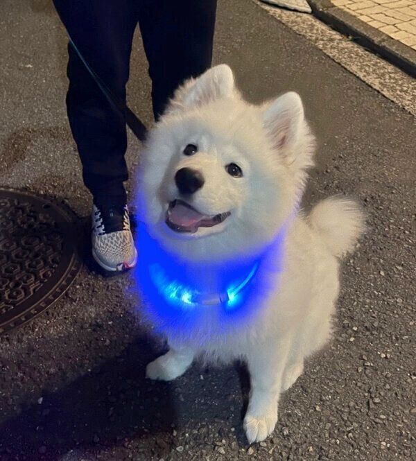 お散歩するゆきまるくん