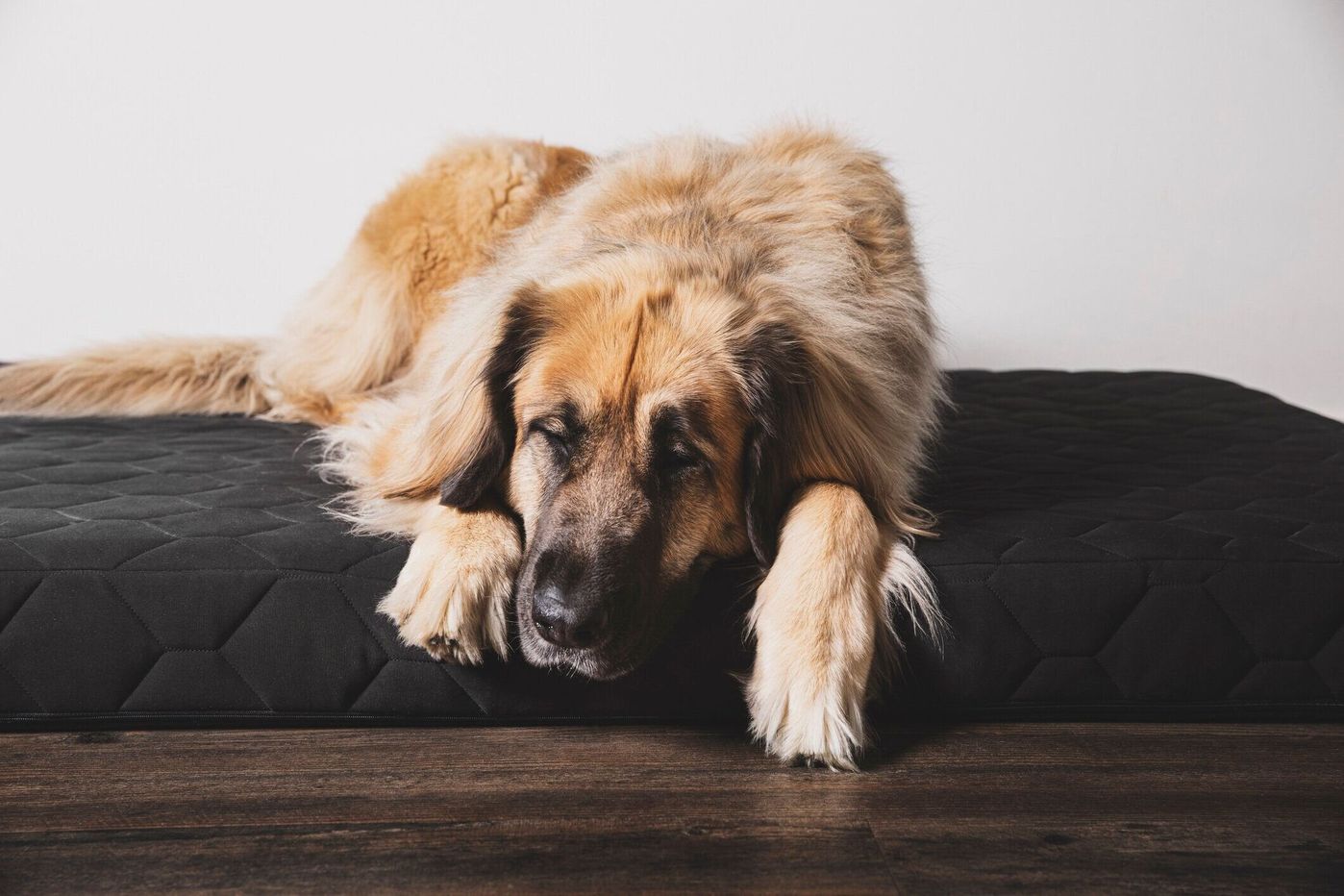 犬の介護 床ずれを防ぐアイテムを介護経験者に聞いた いぬのきもちweb Magazine 犬の介護 床ずれを防ぐアイテムを介護経験者に聞いた いぬのきもちweb Magazine