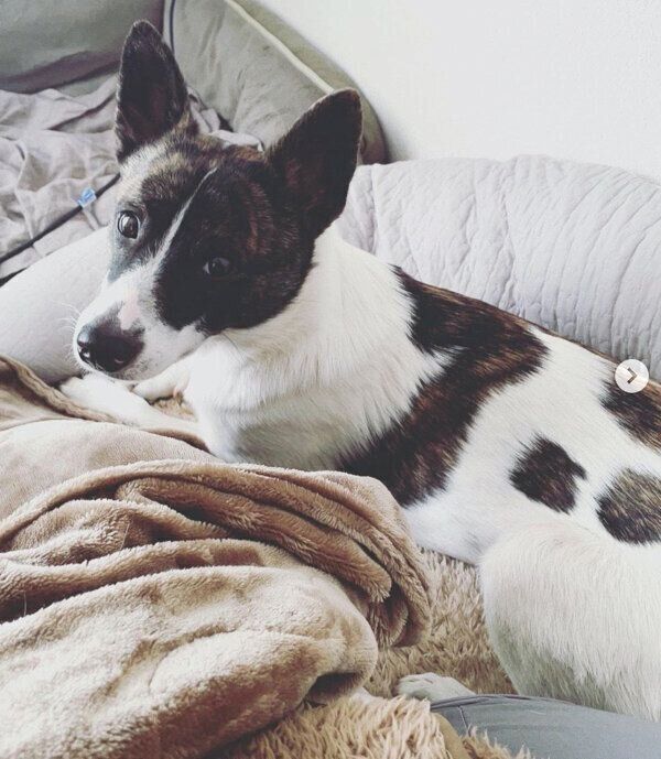 くつろぐデクちゃん