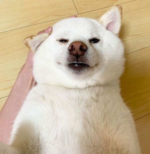 見つめるゆきちゃん