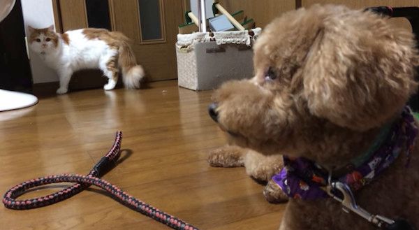 トイ・プードルを見つめる猫