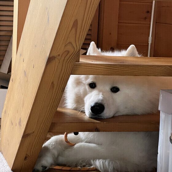 くつろぐサモエド