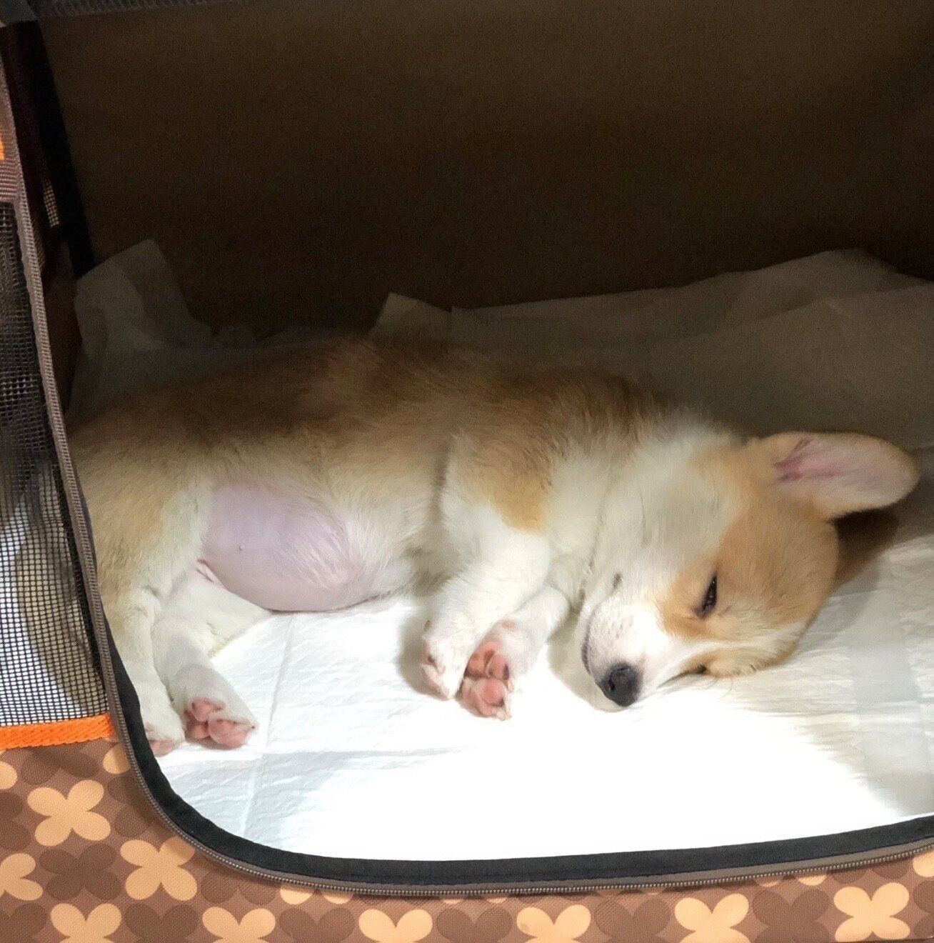 ケージの中で眠るあんずちゃん