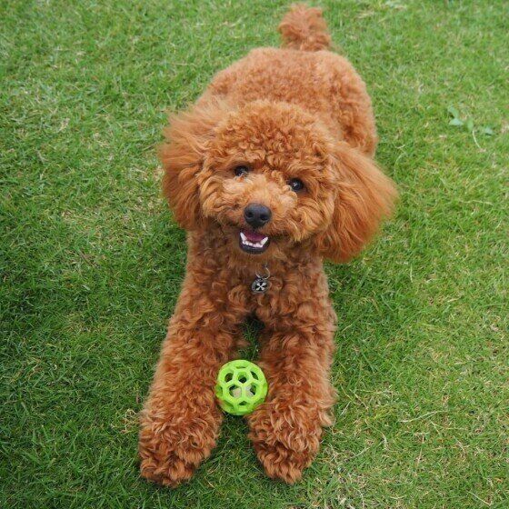 トイ・プードルのうみちゃん