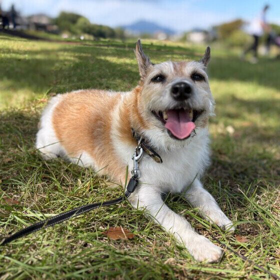 ジャック・ラッセル・テリアのタチくん