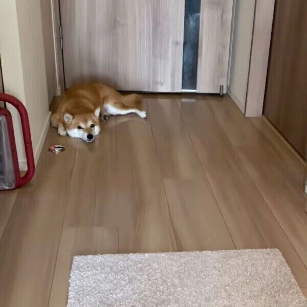 部屋の隅でふてくされるにこちゃん