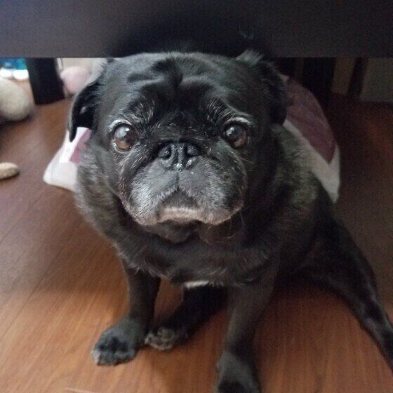 パグのMoonちゃん