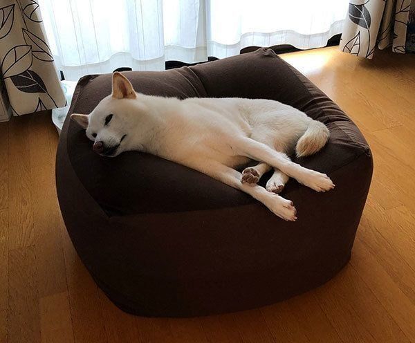 ベッドでくつろぐ柴犬