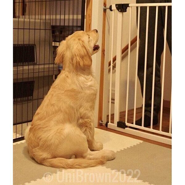 「オスワリ」をするうにちゃん