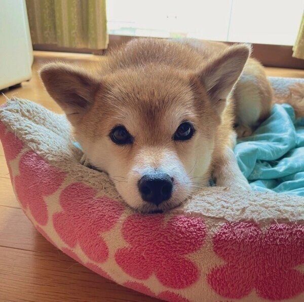 夏のえまちゃん