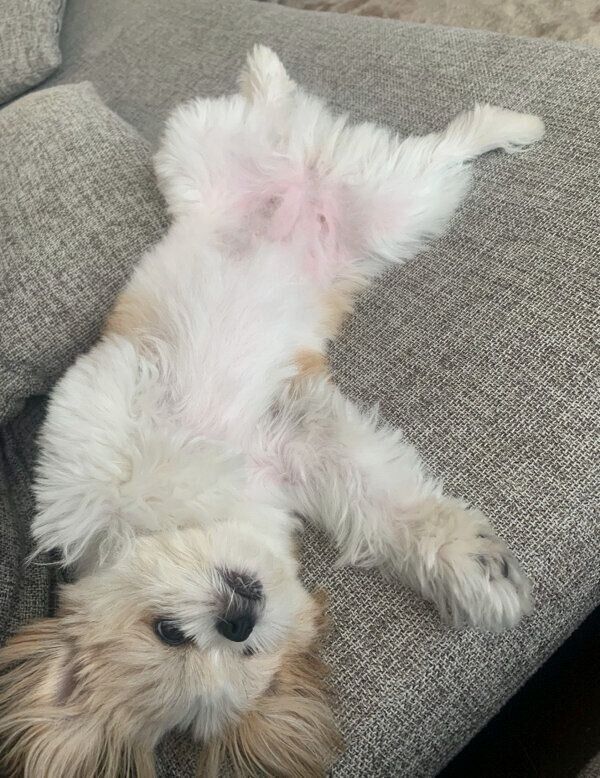 ヘソ天するぽん酢ちゃん