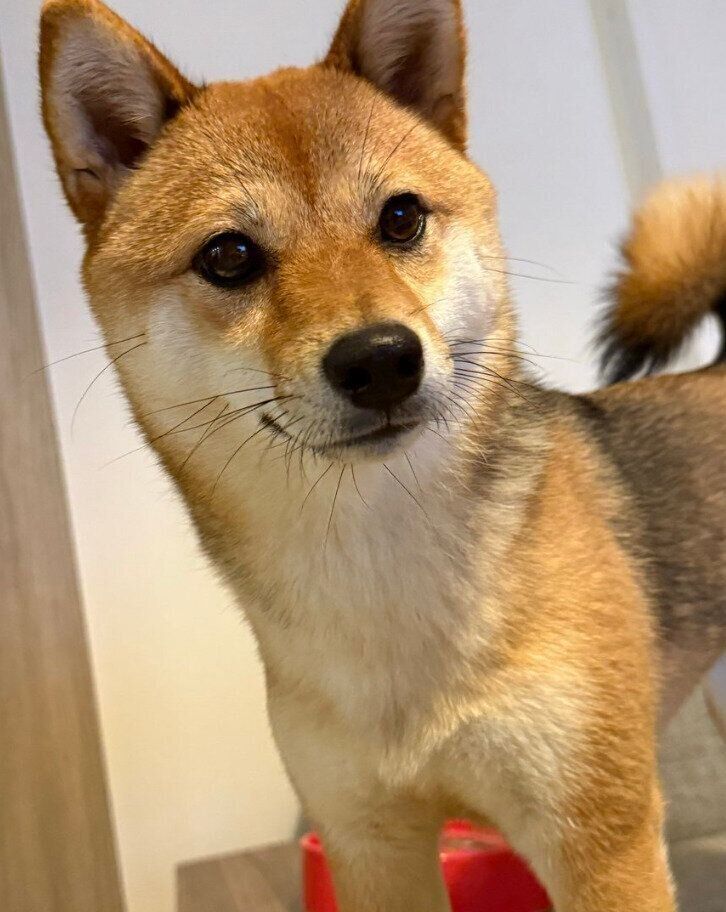 凛とした表情の蘭ちゃん