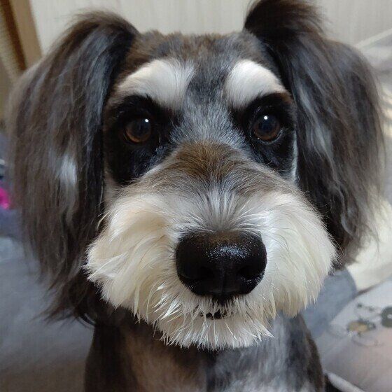 ミニチュア・シュナウザーのハヤテちゃん