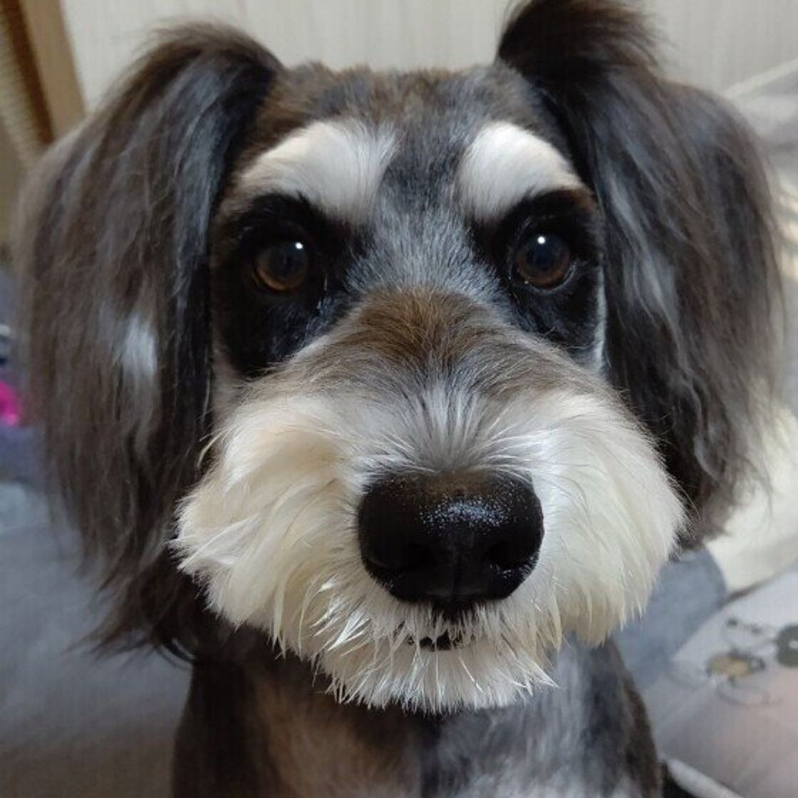 犬も 乾燥対策 したほうがいい 犬におすすめの保湿ケア方法 いぬのきもちweb Magazine 犬も 乾燥対策 したほうがいい 犬におすすめの保湿ケア方法 いぬのきもちweb Magazine