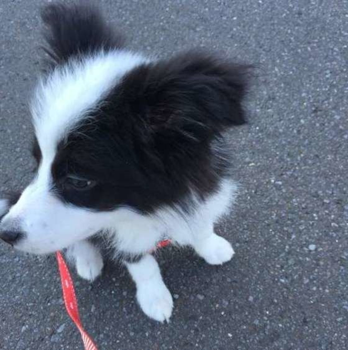 犬なりに理由がある 散歩で歩かないときどうしたらいい いぬのきもちweb Magazine 犬なりに理由がある 散歩で歩かないときどうしたらいい いぬのきもちweb Magazine