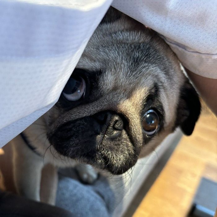 うるうるの瞳がかわいいパグのモンちゃん