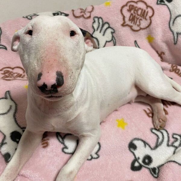 まったりするすずこちゃん