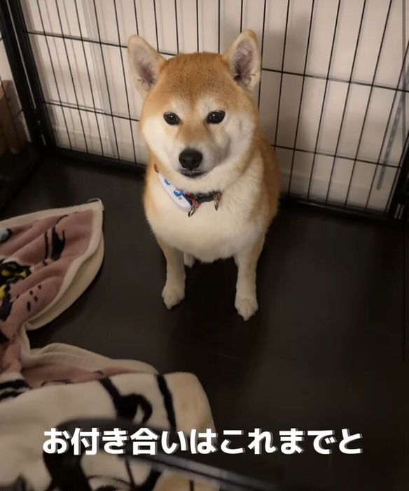 「お付き合いはこれまでと、言わんばかりの顔」