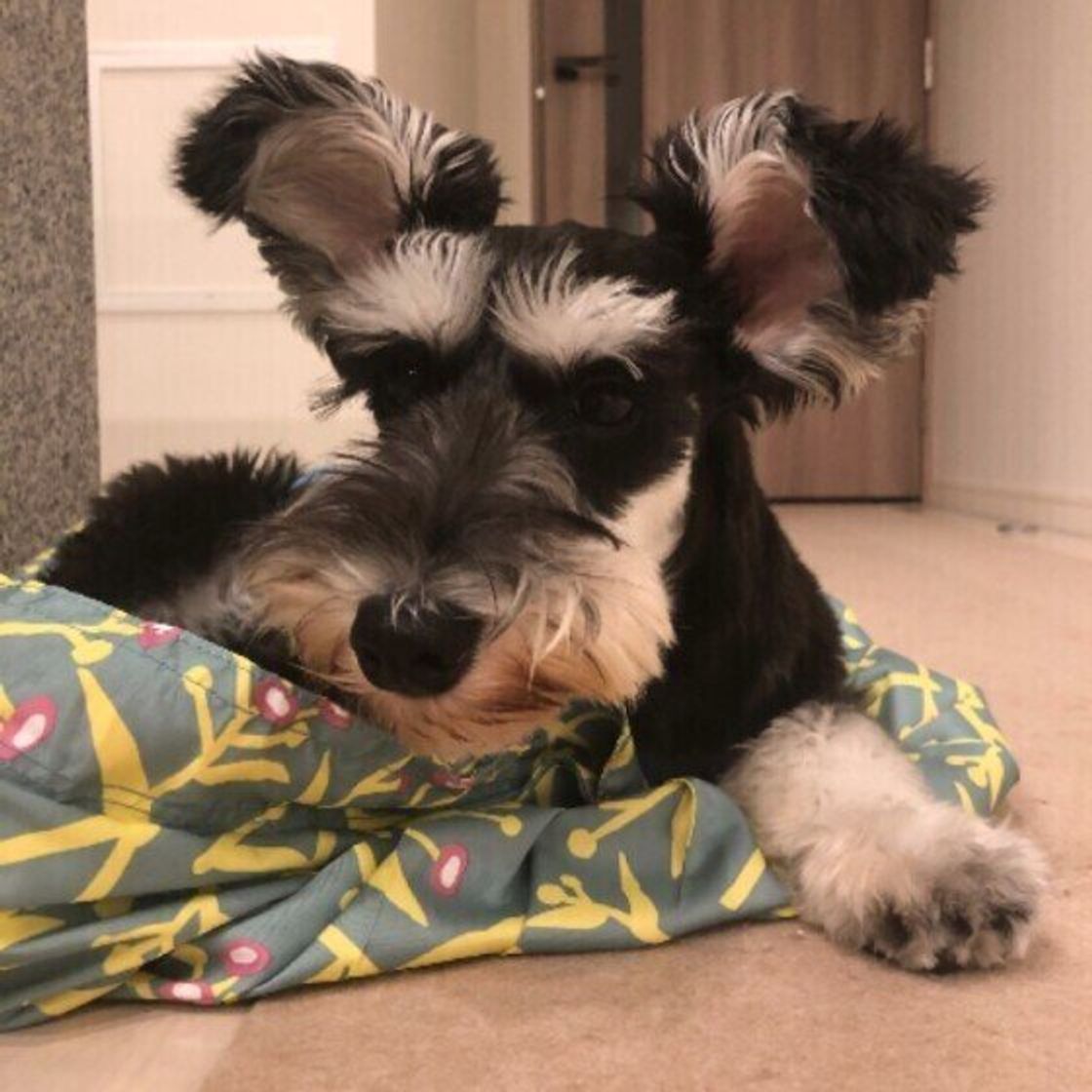 ミニチュア シュナウザーの飼い主に聞いた 愛犬の好きなところ 立派な口ひげや愛嬌たっぷりの眉毛が魅力 いぬのきもちweb Magazine ミニチュア シュナウザーの飼い主に聞いた 愛犬の好きなところ 立派な口ひげや愛嬌たっぷりの眉毛が魅力 いぬのきもちweb Magazine