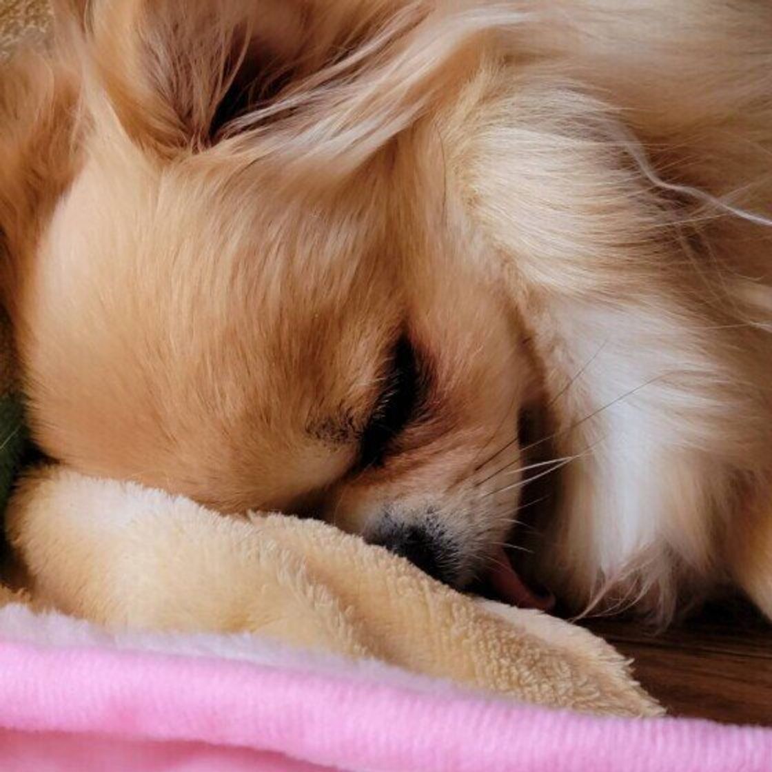 犬の睡眠中に起こる事故 を防ぐポイント 犬がよく眠れる寝床は いぬのきもちweb Magazine 犬の睡眠中に起こる事故 を防ぐポイント 犬がよく眠れる寝床は いぬのきもちweb Magazine