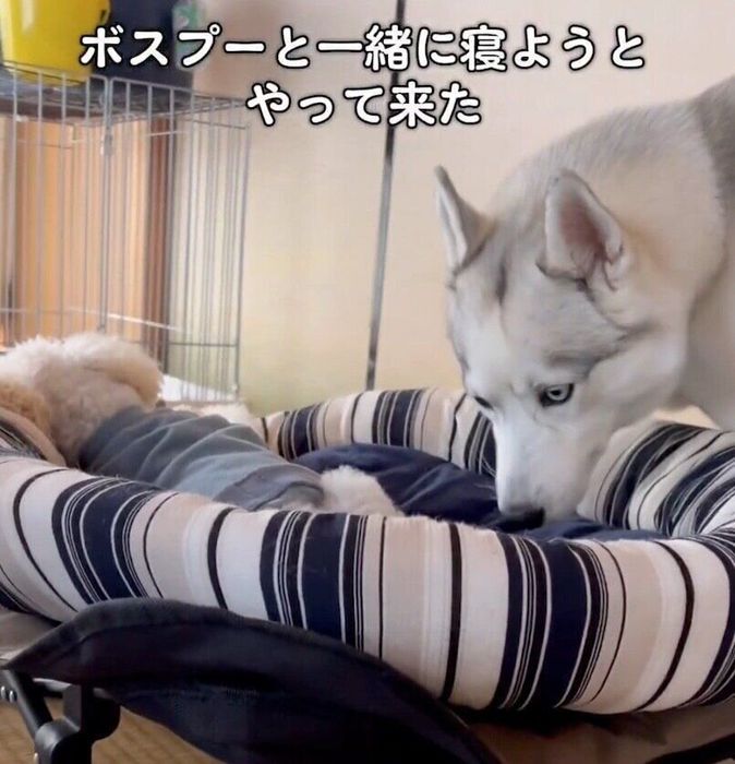 リクくんのそばにやってきたアシㇼちゃん