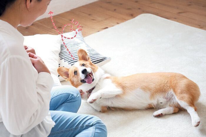 飼い主さんを見つめる犬